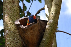 0730 Birdworld Kuranda